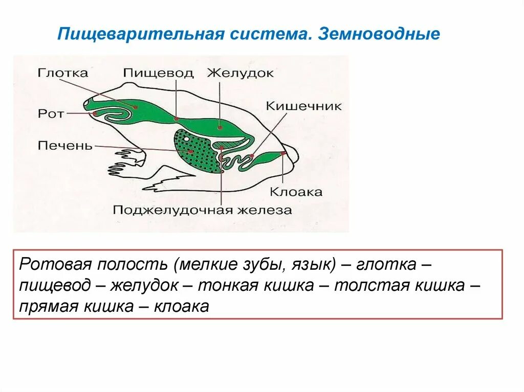 Система органов земноводных 7 класс. Строение пищеварительной системы амфибий. Пищеварительная система земноводных 7 класс биология. Пищеварительная система земноводных схема. Питание. Пищеварительная система класса земноводных.