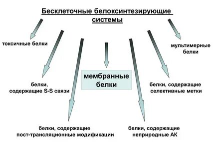 Белки не синтезирующиеся в организме называются