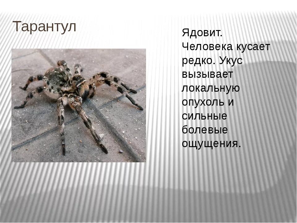 Тарантул тип развития. Тарантул тип развития