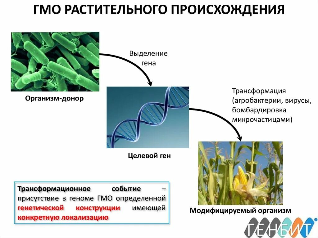 Преобразования у растений