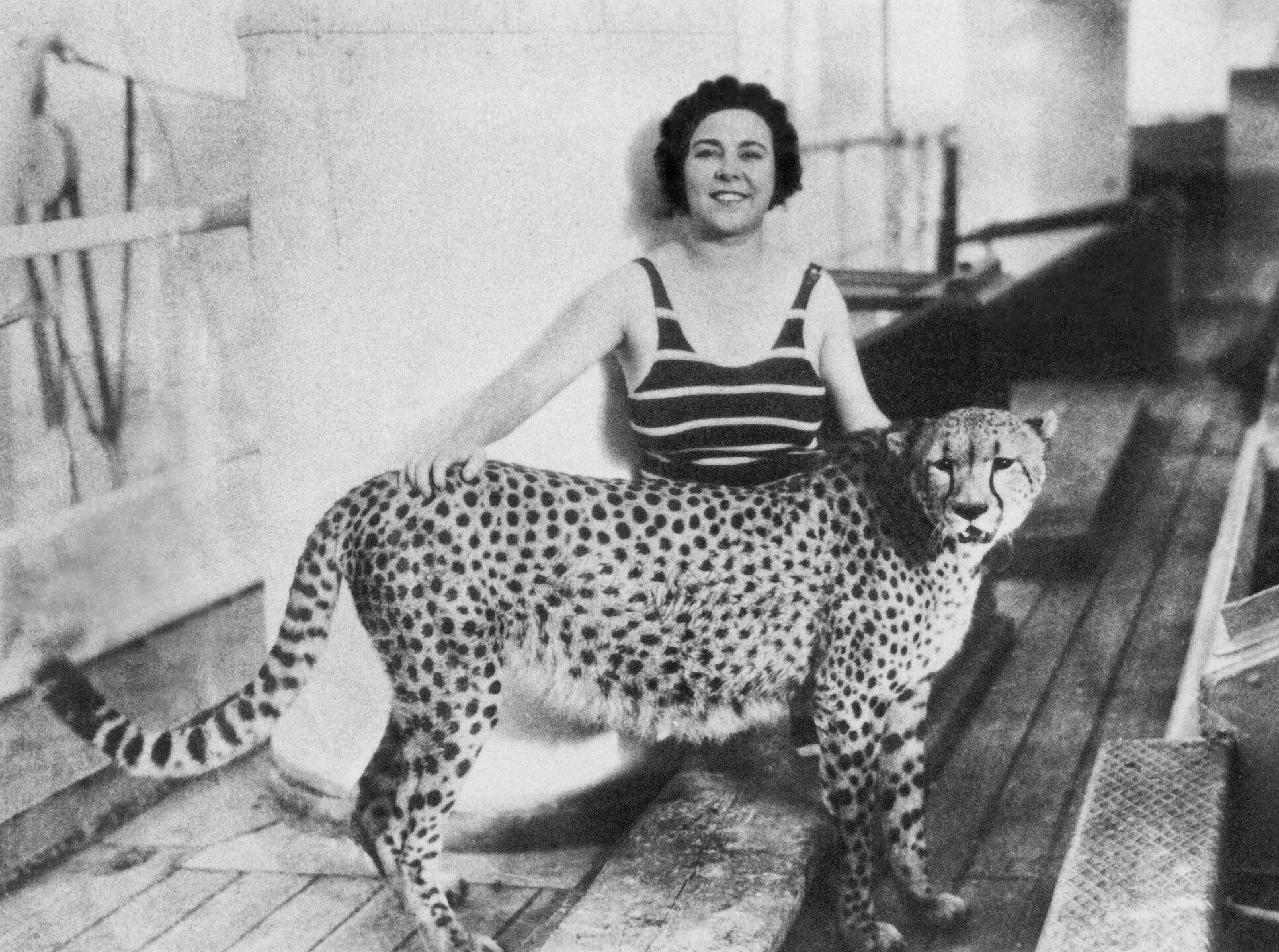 Pet cheetah. Ререро зоо. Martin + osa. Martin and osa Johnson.