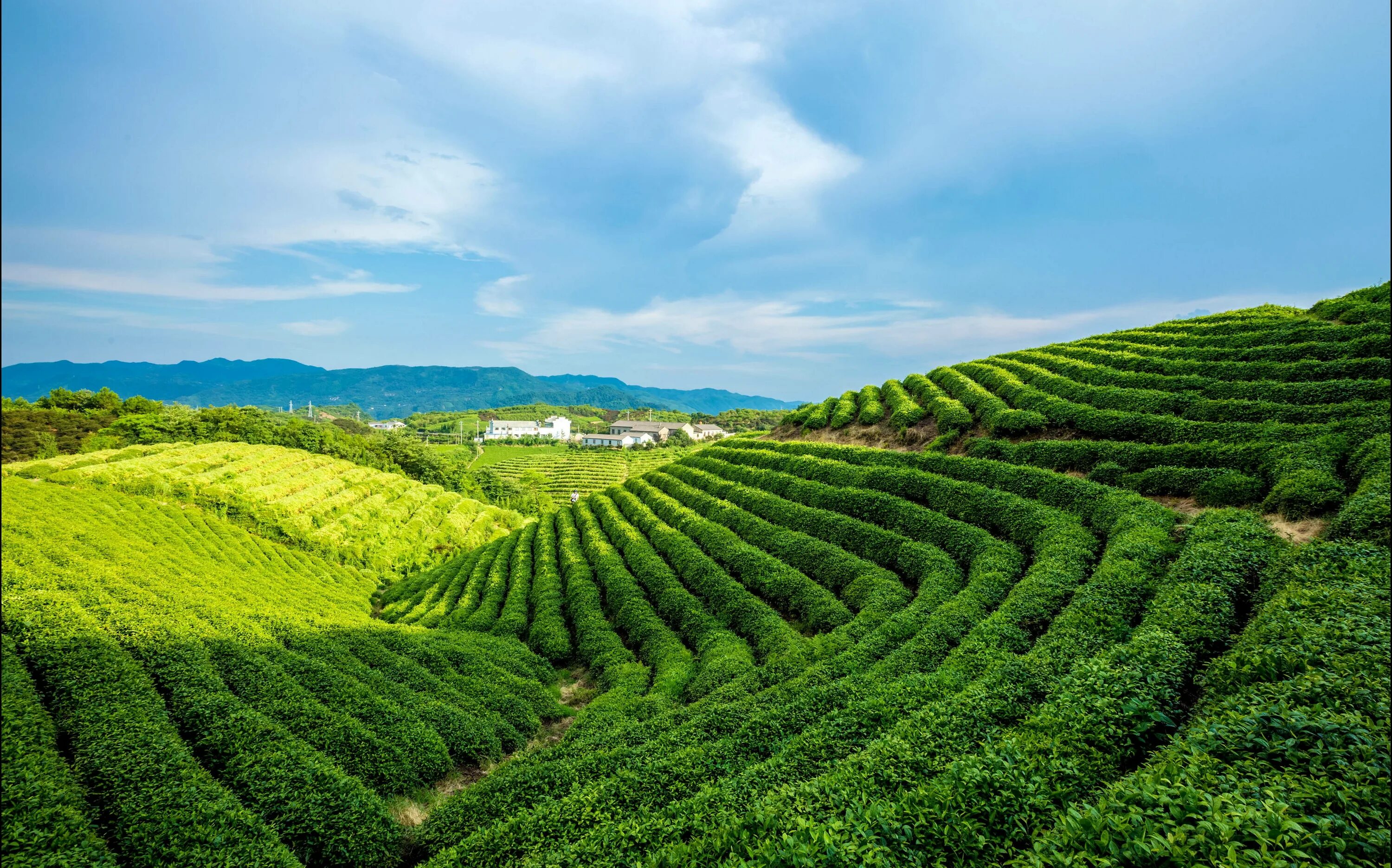 Виды плантаций. Lenkoran chayniye plantatsi. Юньнань чайные плантации. Шри Ланка чайная плантация чайная фабрика. Чайные плантации в Китае.