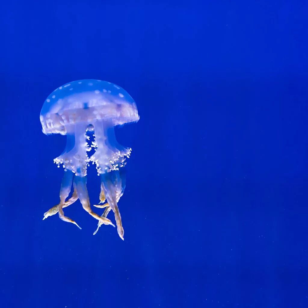 Медуза описание. Детеныш медузы. Розовая медуза scyphozoa. Морская оса самая ядовитая медуза. Интересные факты о медузах.