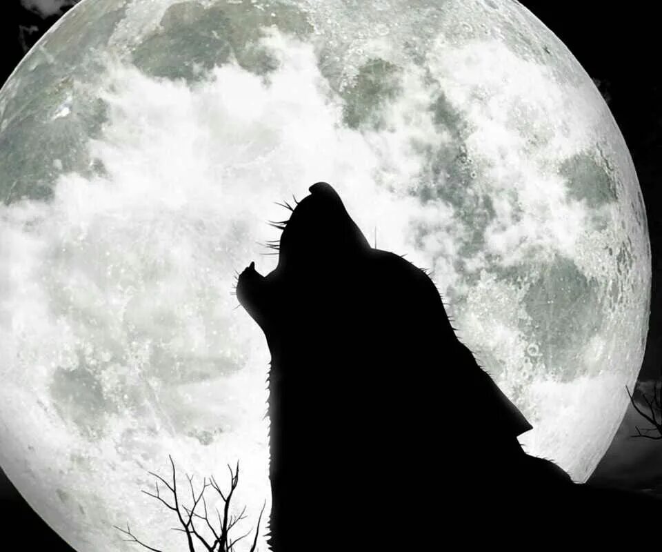 Воет днем человек. Полнолуние волк. Волк и Луна. Волк воет на луну. Обои волк воет на луну.