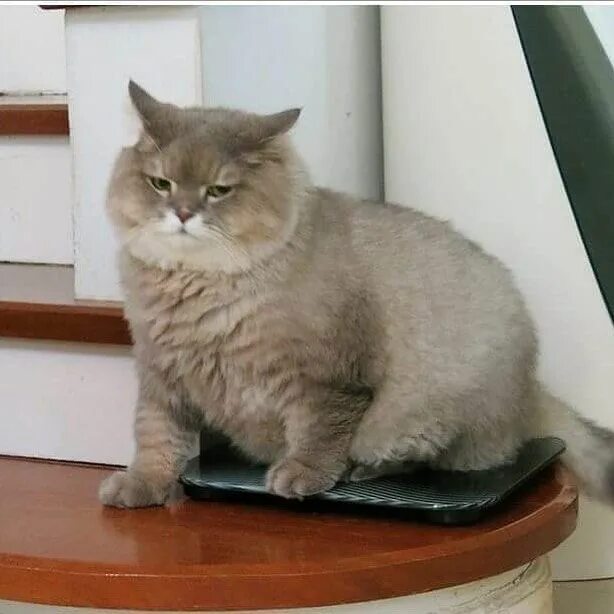 Bone bone cat. Big fluffy cat.