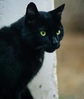 Внешность блэк кэт