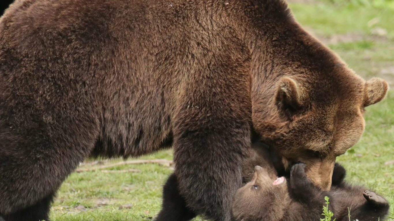 Bear bred