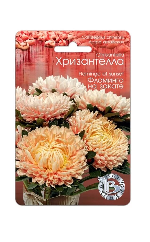 Хризантелла фламинго на закате. Астра китайская хризантелла фламинго на закате биотехника. астра китайская хризантелла элвис. хризантелла астра фламинго. астра хризантелла биотехника.