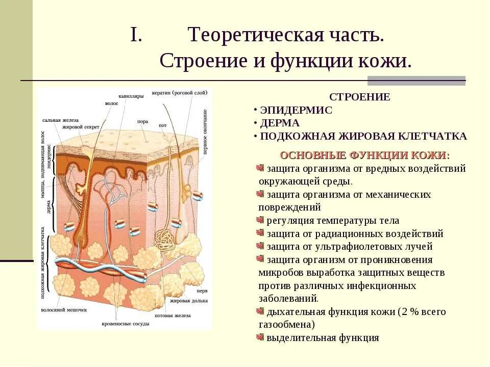 Функции кожи таблица 8 класс биология. Слой кожи особенности строения функции. Строение кожи слои кожи, структура, функция.. Слои кожи строение и функции таблица. Биология 8 класс покровы тела строение и функции кожи.