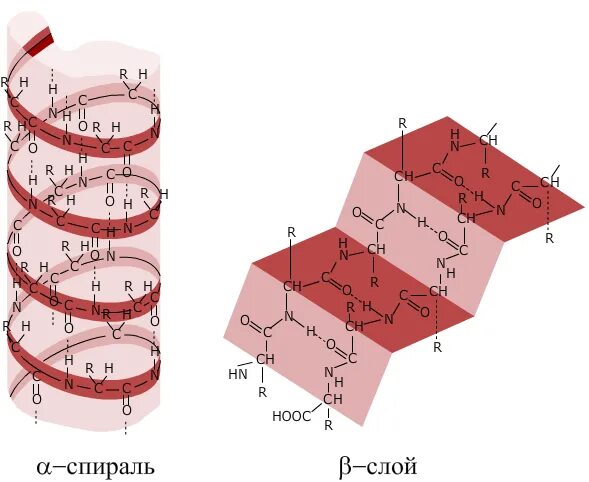 Альфа спираль вторичной структуры белка. Альфа и бета спираль вторичной структуры белка. Альфа спираль вторичной структуры. Бета структура вторичной структуры белка. Б спираль белка