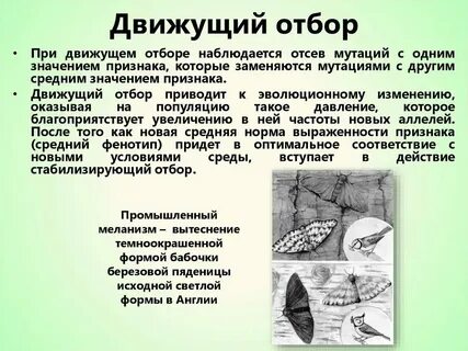 Движущий естественный отбор примеры у растений
