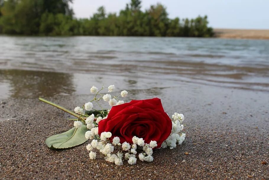 Что добавить в воду к розам. Розы на берегу моря. Земля для роз.