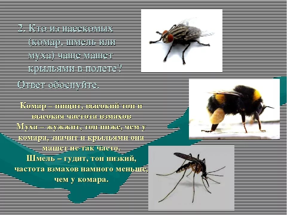 Частота взмаха крыльев шмеля. Шмель жужжит. Звук мухи жужжание. Шмель гудит. Жужжание комара.