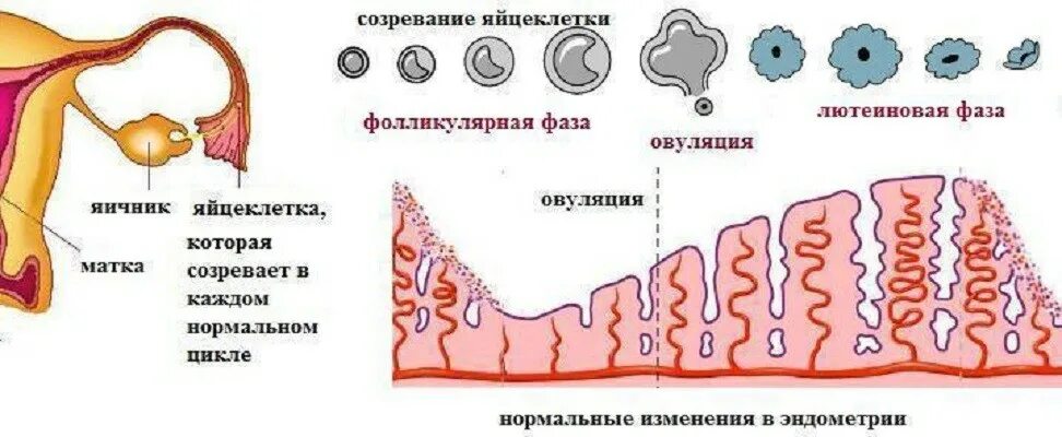 Отсутствует овуляция. Фазы созревания яйцеклетки схема. Созревание яйцеклетки менструальный цикл. Яичниковый овариальный цикл. Процесс овуляции схема.