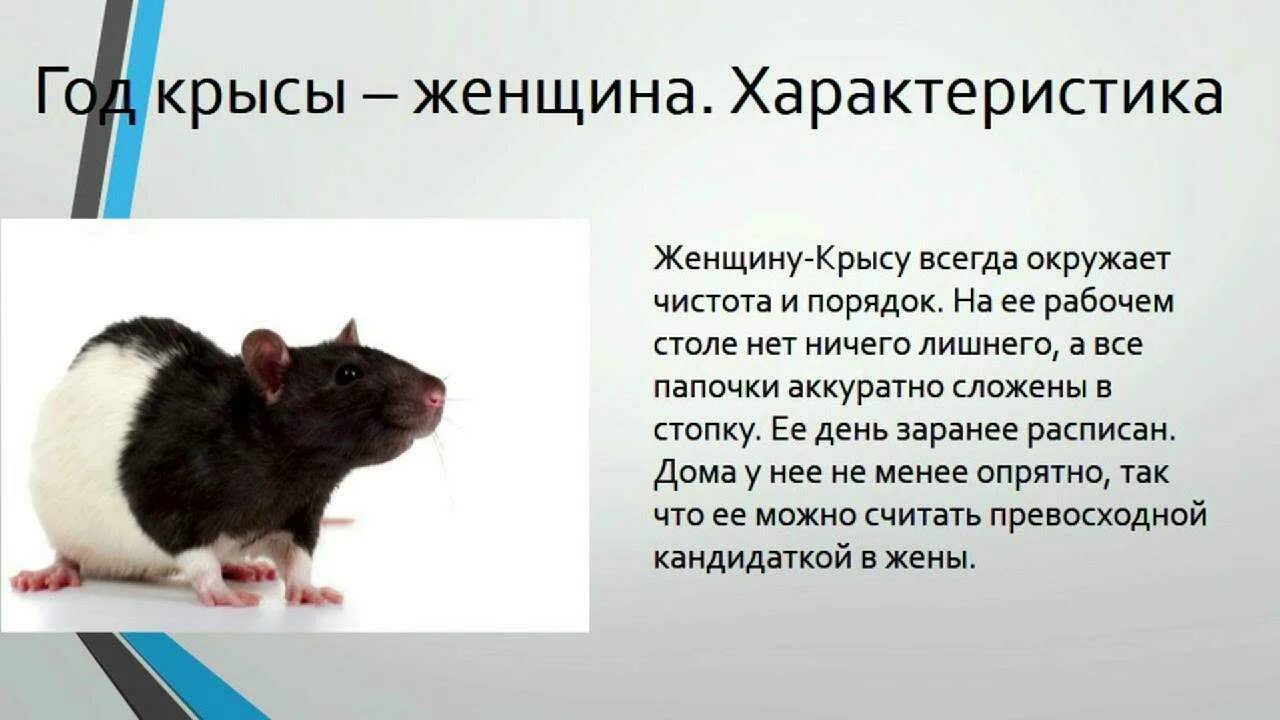 Мужчина крыса. Характеристика крысы. Год крысы характеристика. Рождённые в год крысы. Крыса характеристика знака.