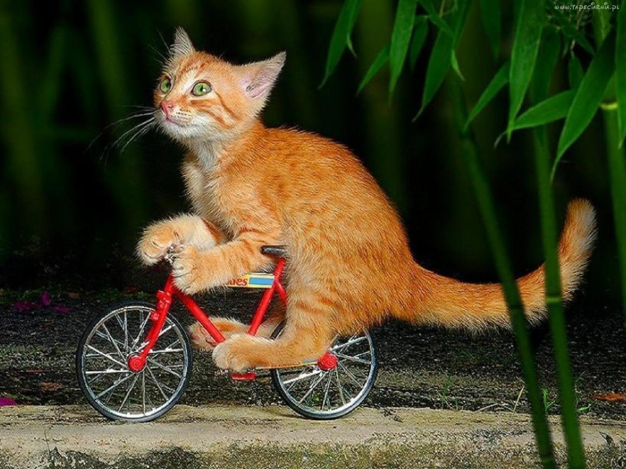 Cat bike. Кот на велосипеде. Кот едет на велосипеде. Кошачий велосипед. Смешные велосипеды.