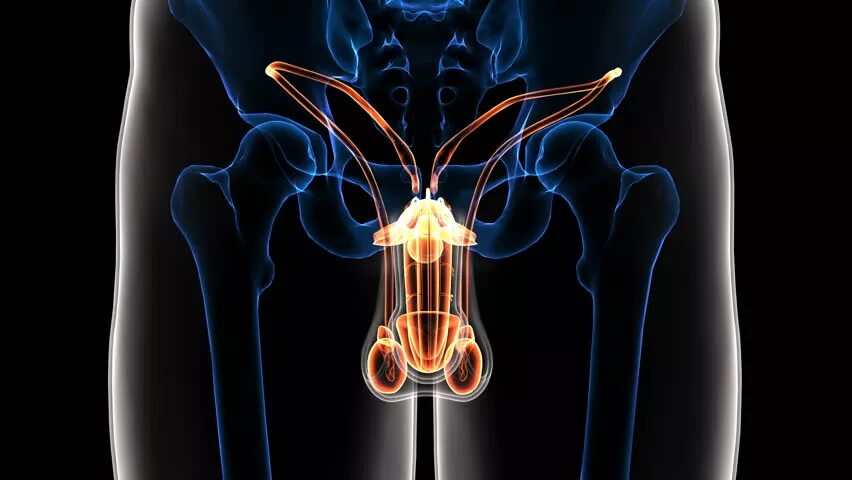 Biology Archive November 13, 2016 Chegg.com