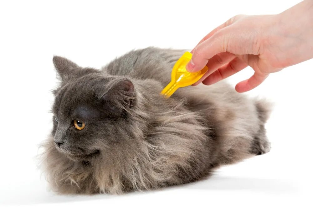 Чем лечить насморк у кота в домашних. Нанесение капель на холку кошке. Обработка от блох кошек.