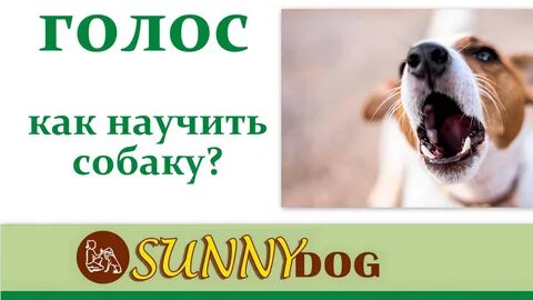 Как научить собаку гавкать