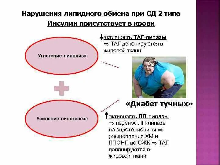 Нарушение обмена при сахарном диабете. Типы нарушения липидного обмена. липидный обмен при сд. нарушение липидного обмена при сд. обмен липидов при сд 1 типа.