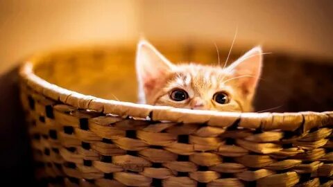 Empty cat