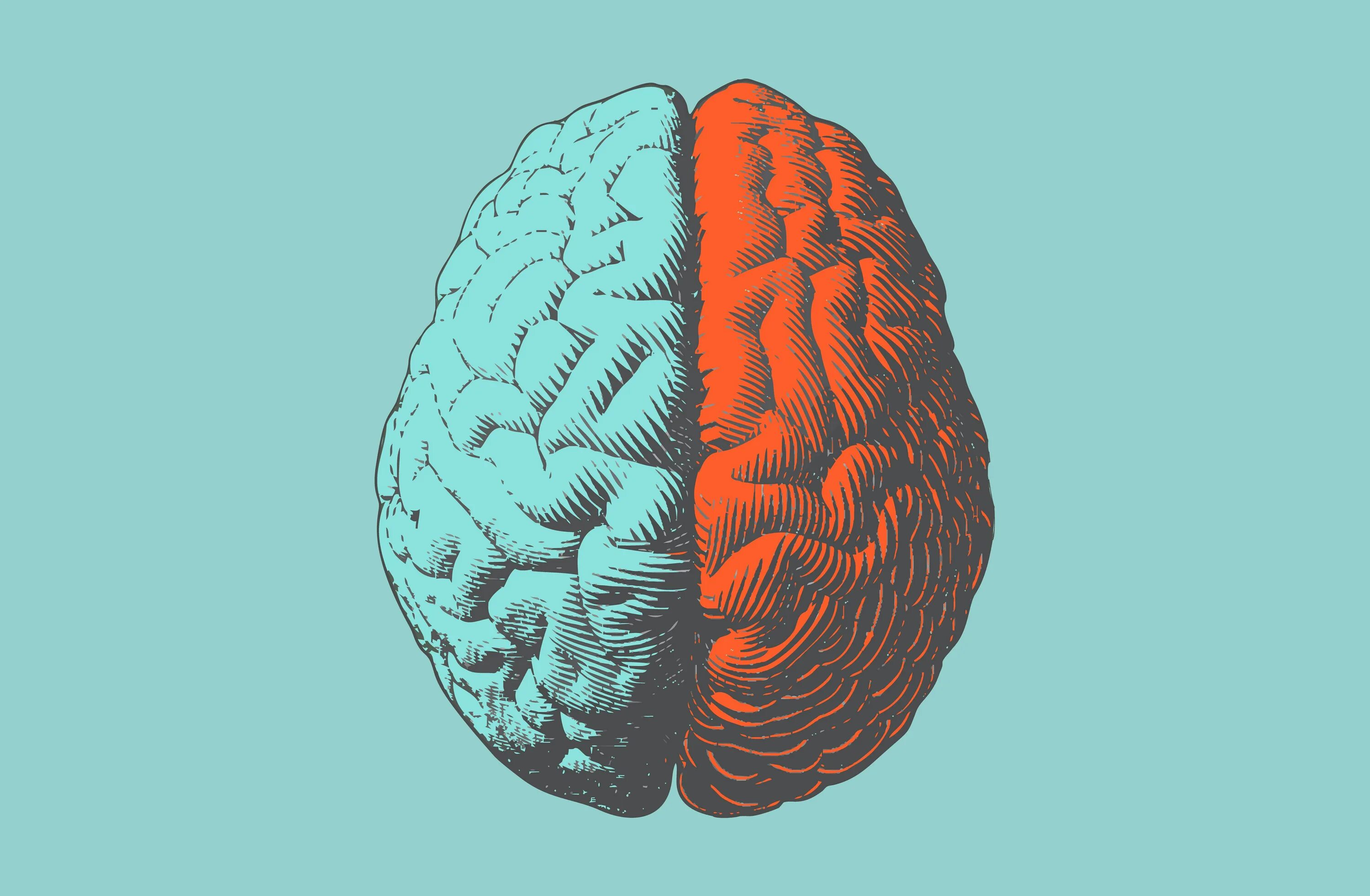 Картинки головного. Полушария мозга. Мозг сверху. Мозг человека полушария.