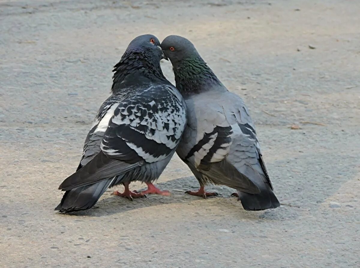 слова голубок с голубкой воркуют. голуби целуются. колыбельная про голубей. влюбленные голуби. голуби целуются.