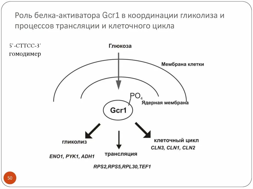 Белки активаторы. Белок активатор. Белок активатор и белок репрессор. Белок активатор это в биологии. Белки активаторы транскрипции.