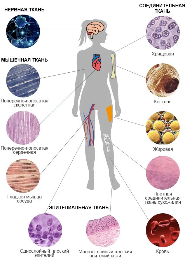 В чем заключается биология человека. Виды тканей человека биология. Виды тканей в организме человека. Типы тканей в человеческом организме. Виды тканей в теле человека.