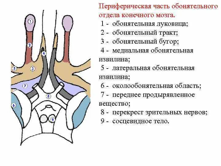 Обонятельный мозг. Структуры периферического отдела обонятельного мозга. Периферический отдел обонятельного мозга включает:. Обонятельный мозг состав. Центральный отдел обонятельного мозга строение.