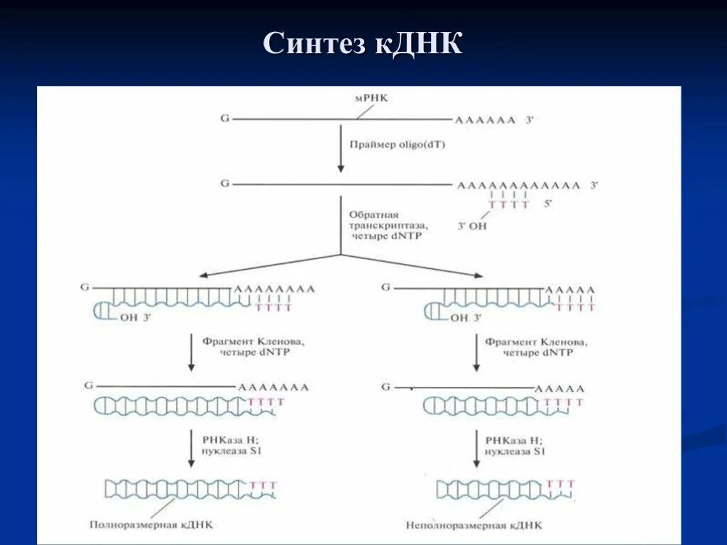 Комплиментарные днк. Синтез КДНК. Синтез КДНК на матрице РНК. Синтез комплиментарных ДНК. Химико-ферментативный Синтез Гена.