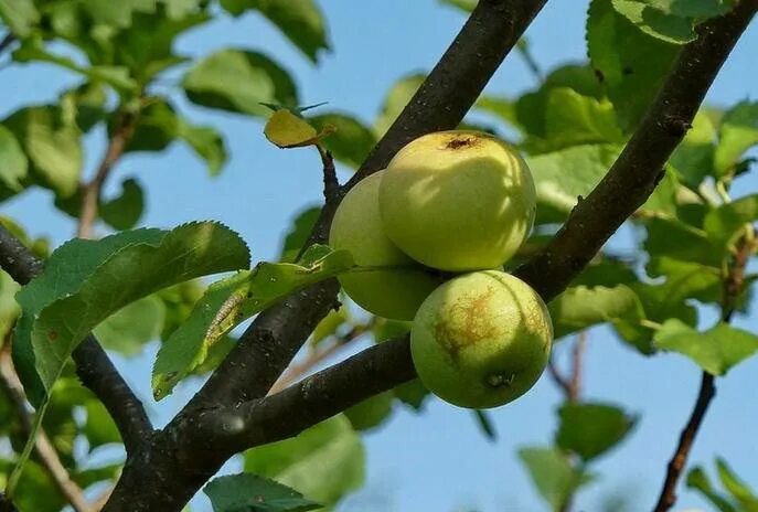 Яблоня дичка. Яблоня Лесная Malus Sylvestris. Яблоня Лесная (дичок). Яблоня Лесная крона.