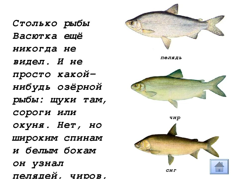 Почему васютка удивился увидев рыбу в озере. Озерные рыбы. Озеро с рыбой Васюткино озеро. Васюткино озеро рыба. Какие виды белой рыбы есть.