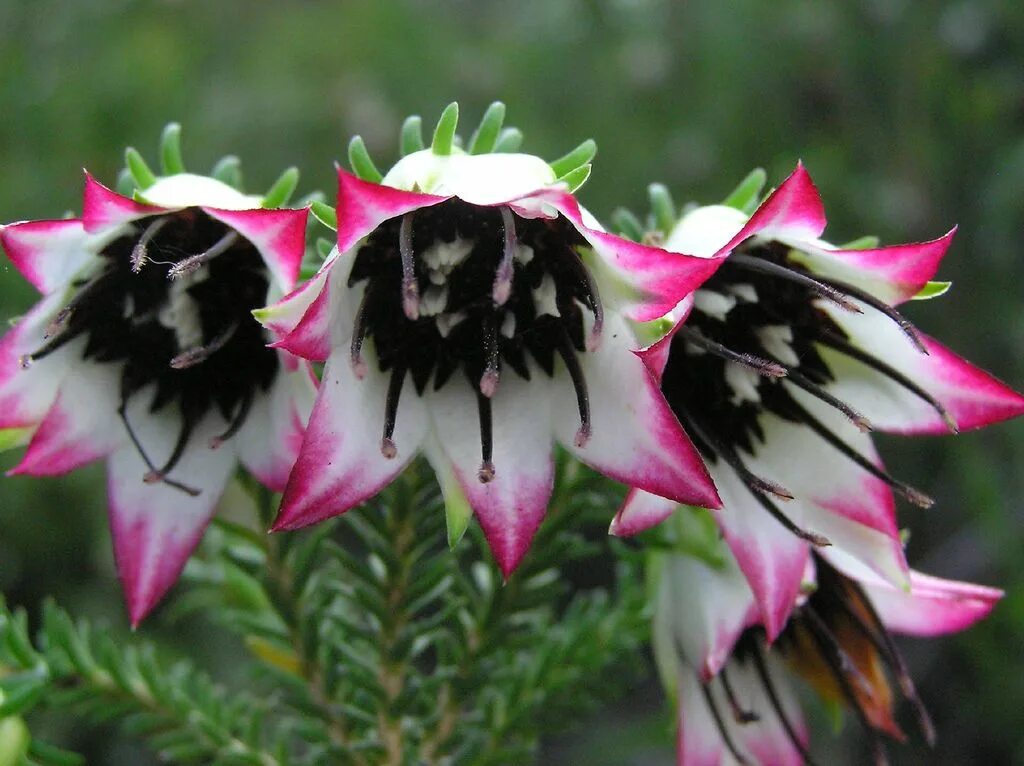 Unique plants. Дарвиния. (Darwinia) цветок. Дарвиния грандифлора. Дарвиния oxylepis. Дарвиния австралийская.