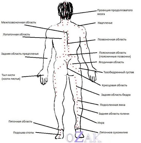 Массаж мужчине точки. Схема шиацу точечный массаж. Акупунктура тела человека схема болевые точки. Акупунктурные точки на теле человека для массажа. Точечный массаж спины схема.