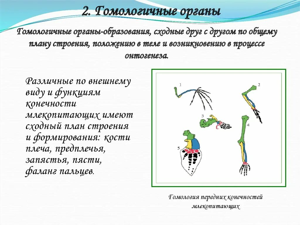 Аналогичные условия это. Гомологичные и аналогичные органы доказательства эволюции. Гомологичные органы это биология. Функции гомологичных органов. Гомологичных и аналогичных органов человек.