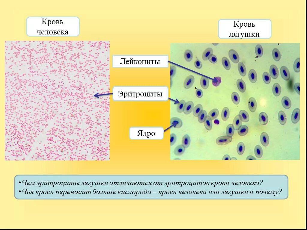 Лабораторная работа сравнение крови лягушки и человека. Кровь лягушки ткани строение. Микропрепарат крови лягушки и человека. Лабораторная работа по биологии 8 класс кровь человека и лягушки. Сравнение крови человека с кровью лягушки лабораторная.
