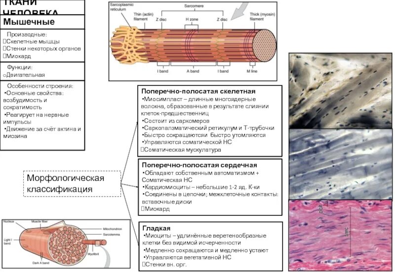 Мышечная ткань человека характеристика. Поперечно полосатая сердечная ткань строение и функции. Строение (особенности строения) мышечной\ ткани. Поперечно-полосатая Скелетная мышечная ткань функции. Особенности строения поперечно полосатой скелетной ткани.