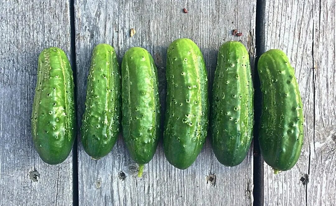 полезные свойства огурца. витамины в огурцах свежих. польза огурцов для организма. огурцы польза. что полезного в огурцах.