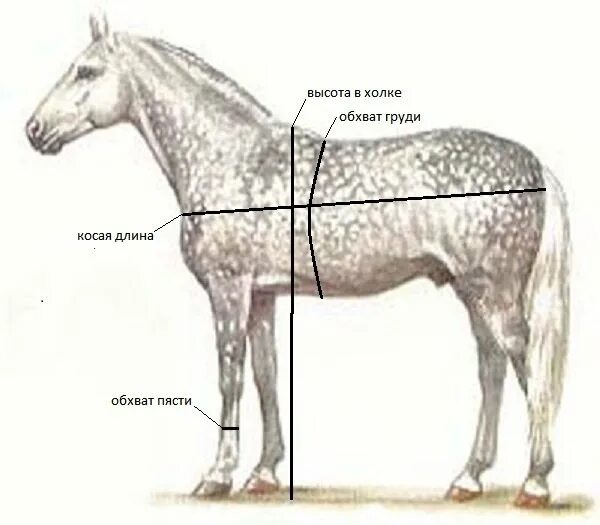 Какая длина лошади. Взятие промеров у лошадей. Точки взятия промеров у лошадей. Обхват пясти у лошади. Промеры лошадей обхват груди.