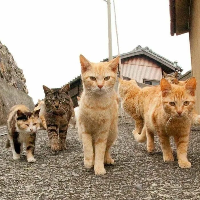 Как выглядят смешные коты Забавные котики (12 фото) " Смейся до слёз ツ Katzen, Lustige katzen, Tier memen