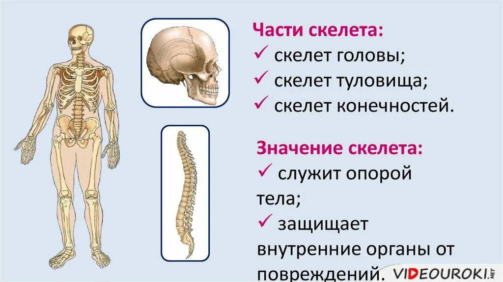 Анатомия опорно двигательная система скелет. Скелет туловища. Значение скелета. Значение скелета человека.
