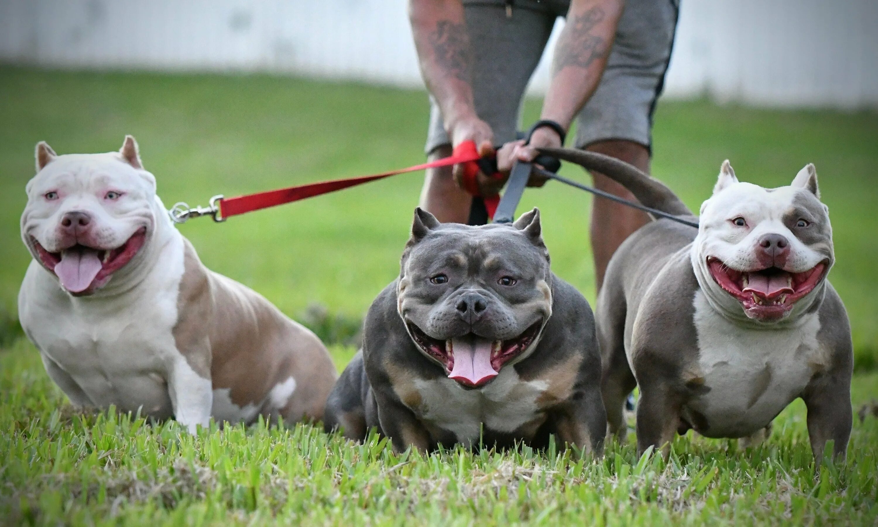 Pin on Best American Bullies