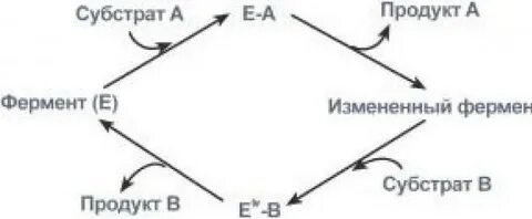 Ферментативную запасающую энергетическую