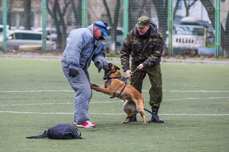 воспитание собаки кинолог. немецкая овчарка окд. кинолог дрессировщик. воспитание щенка кинолог. дрессировщик собак.