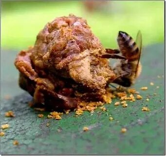 Пчелиные какашки