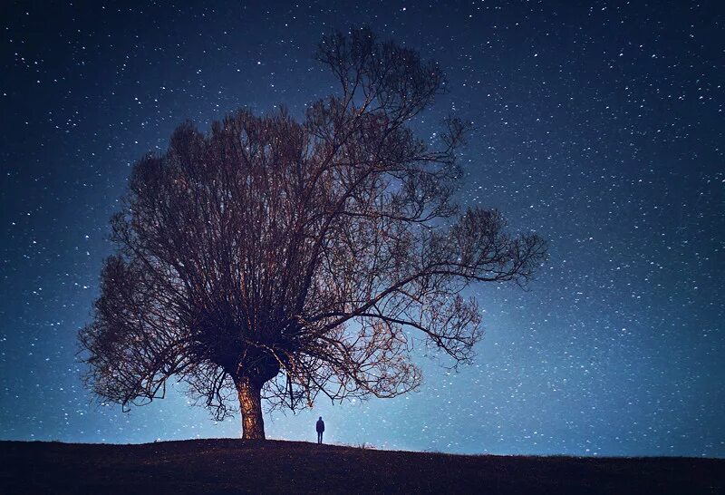 В круг дерева ночи. Звезда дерево. Дерево ночью. Звездное небо деревья. Ночное дерево.