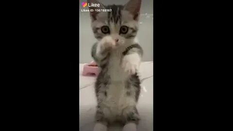 Песня кошечка мур мяу