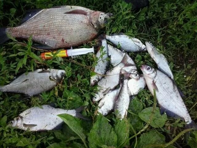 Рыба весной. Караси по весне рыбалка. Приманки на ласкиря. Снасть на густеру весной. Какая рыба ловится весной