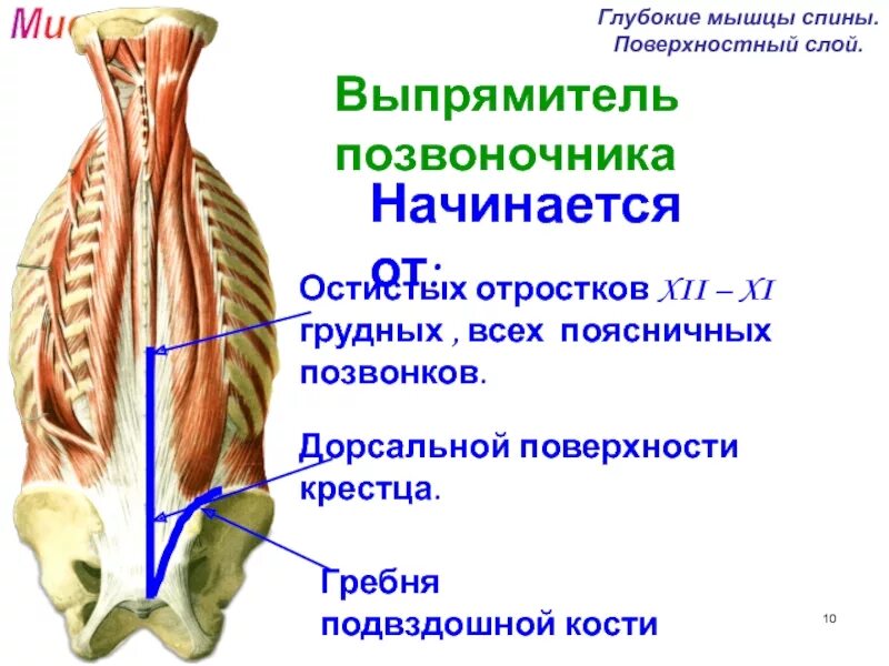 Глубокие спинные. Поперечно-остистая мышца спины анатомия. Мышца выпрямитель позвоночника. Паравертебральные мышцы спины. Мышцы спины глубокие и поверхностные анатомия.
